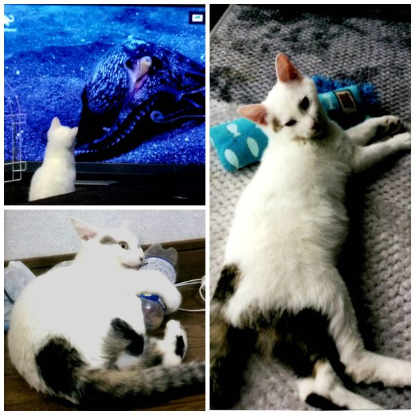 福之助（八峰町）お陰様で昨年11月20日に我が家にやってきた猫ちゃん、毎日元気に過ごしております。12月に2回目のワクチン接種を受け、その際にFIVの検査をしたところ、陽性となってしまいました。生後６カ月未満での検査ですので、もうしばらくしたら再度受けようと思っております。１月には去勢手術も無事済ませ、現在は体重4.2キロ、食いしん坊なので食べ過ぎに注意しつつ出来るだけ遊びながら運動してもらうようにしています。最近は高い場所がお気に入りで、どうやって登ったのかと驚かされるのですが、活発で好奇心旺盛なのはすごく嬉しいのでケガ等しないように見守っております。主人は初めの頃は、福ちゃんと恐る恐る接していましたが、今では適度な距離を保ちながらベタベタと甘えさせるわけでもなく、仲良く過ごしています。日中は私たち夫婦が不在のことが多いので、自分のケージで昼寝をしているようです。その分夜は大運動会のようで、毎日私達に笑いと癒しを与えてくれる今では大事な大事な家族の一員です。これからも福之助が元気に過ごせるように、幸せに暮らせるようにお世話していきたいと思っております。最後になりましたが、最高に愛らしい猫ちゃんを紹介していただき本当にありがとうございました。