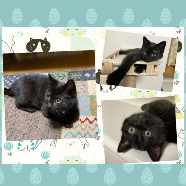 すみ（秋田市）すみが家族の一員となり2か月が過ぎました。育ち盛りでからだも大きくなり ジャンプ力も増し 益々元気に走りまわっています。毎日、笑い癒され楽しく過ごせる このご縁に感謝し 大切な命を大事に守っていきたいと思っております。