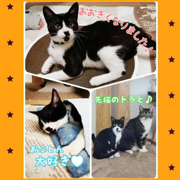 レオ（能代市）レオをお迎えして2ヶ月になりました。名前を呼ぶとお返事をして駆け寄ってきて、いつも喉をゴロゴロ鳴らしてとっってもかわいいです！先猫さんとは毎日猫相撲をして遊んでいますが、たまに制裁をくらってます(笑)よく食べ、よく寝て、よく遊び、元気いっぱいにはしゃぐレオに家族みんな癒されてます(*^^*)