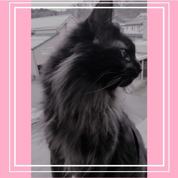グウコ（秋田市）元気に過ごしています。この子と出逢えて幸せです。ありがとうございました。