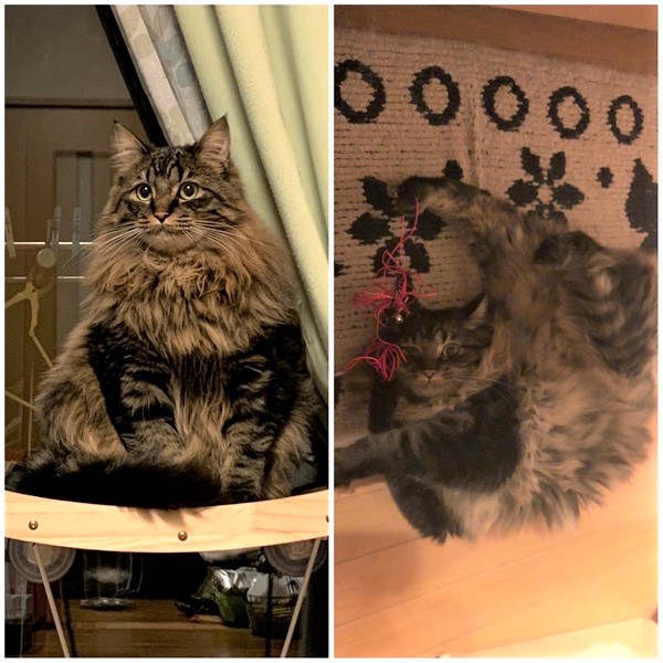 たいがー（秋田市）たいちゃんがこの冬の間でどんどんモフモフになってきました。まだ生後11ヶ月のはずなのに体重が5.9キロ。それでも食欲が止まらないし、どこまで大きくなるの？って感じです！お腹の上に飛び乗って来た時に重っ！ってなるけどめちゃくちゃ甘えん坊だしホントめんちょこです。