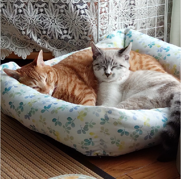 チャコ（秋田市）チャコ1歳＆小春6ヶ月遊んでは寝て、また遊んでと思ったらパンチが炸裂!チャコ師匠に教わったことを、忠実に実行する妹分の小春。これからも、仲良くたくましく＼(^o^)／