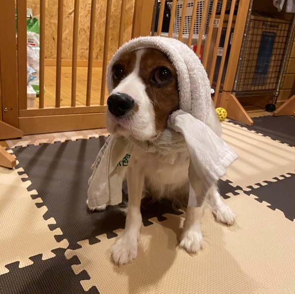 善逸（秋田市）犬（猫）を被っておとなしかった善ちゃんは、今ではじゃじゃ犬かのように元気いっぱい遊ぶようになりました！