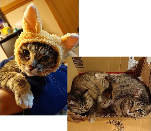 トト・モコ(大仙市)我が家に来て、もうすぐ一年になります。猫を飼うのは初めてだったので、最初の3~4ヶ月は試行錯誤の毎日で、ドタバタ劇場の日々でした(笑)一緒に生活してく上で、お互いにリズムが作れてきて、少しずつ余裕が出てきたように思います。今ではすっかり「かまってちゃん」で、遊ぶまでストーカーの様について回ります(笑)家族になってくれたトトモコのおかげで、笑いあり癒しありの日々を過ごしてます。出会いの場を作って頂いたスタッフの皆様には、本当に感謝しております。ありがとうございました‼️