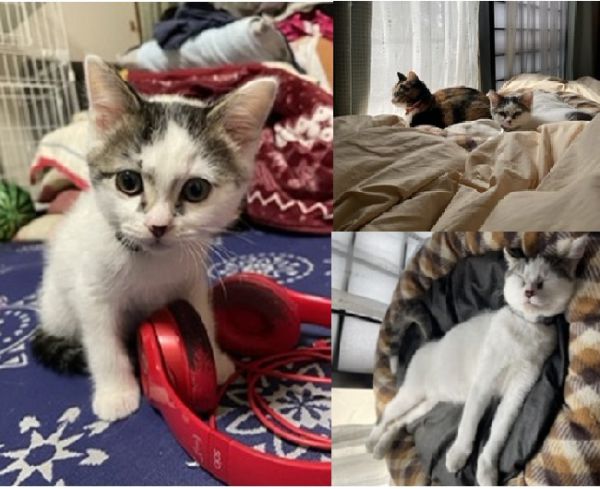 マロ（にかほ市）マロがうちに来て２ヶ月。予防接種、マイクロチップも終えてスクスクやんちゃんに育っております！先住猫ココから家猫の教育を受けている毎日ですw素敵な出会いをありがとうございました♪
