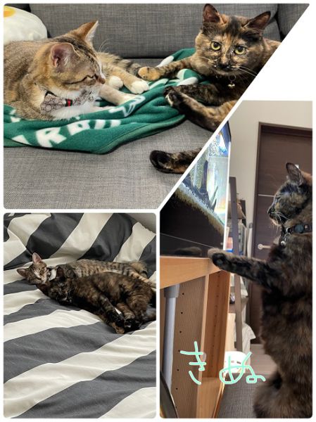 きぬ（秋田市）きぬが我が家に来て、2ヶ月です。先住猫のころもと一緒に、毎日元気に遊んでいます。甘えん坊なところが、とってもかわいいです。これからも大事に育てていきます。保護主様、いぬねこネットワークのの皆様、この度はご縁をありがとうございました。
