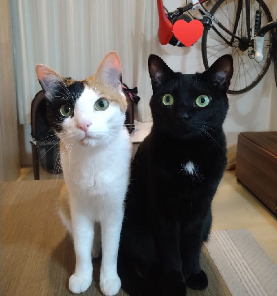 もも・すず（能代市）我が家に来てもうすぐ2年になります。お転婆姉妹は、変わりなく元気にしています。律儀で必ずお出迎えをしてくれる三毛猫ももちゃんおっとりで超絶甘えん坊の黒猫すずちゃん。これからも、大切にしてきます。