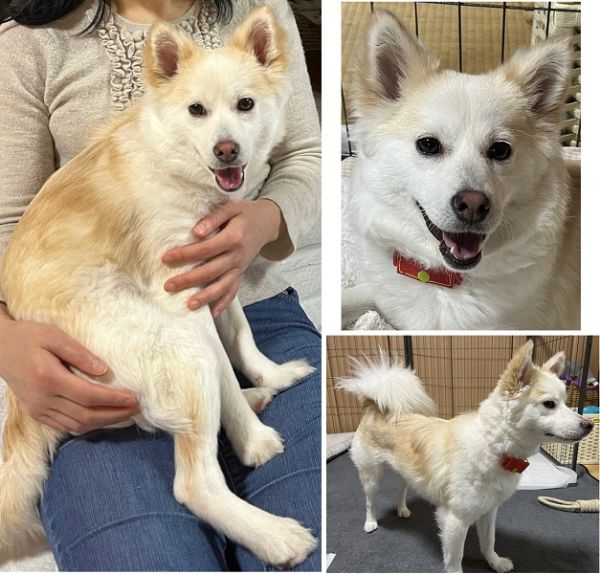 ゆり（秋田市）ゆりが来てからもうすぐ半年、年齢は１０か月になります。体重は６．１ｋｇになりました。だいぶお散歩も上手になり、毎日元気に公園を走っています。家ではサークルから出て自由に動き回れる範囲が増えました。よく甘えて膝の上に乗ってきたりくっついてきたりします。おもちゃを持ってきて遊びに誘ったりもしてきます。まだ外では怖がることがあるので少しずつ慣れてくれればと思います。