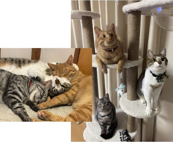  むぎ・こてつ・そぼろ（横手市）３匹みんな、５月に無事１才になりました。追いかけっこをしたり、くっついて眠ったりと、とっても仲よしの３匹に毎日癒されています。やんちゃで甘えん坊なこの子たちとこれからも楽しく過ごしていきたいと思います。むぎ、こてつ、そぼろとの出会いに感謝しています。