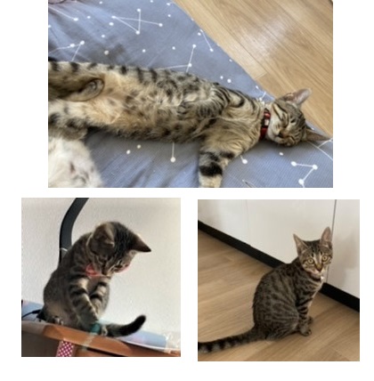 ソナ（秋田市）おてんばですが甘えっ子で、抱っこを求めてきます。相方の黄色リボンちゃんと仲良く走り回っています。