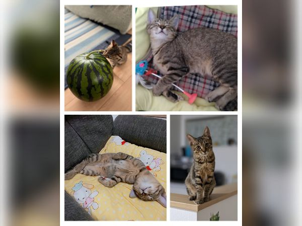 みく（横手市）みくが我が家に来てから、あっという間に2ヶ月が経ちました。よく食べよく遊び、とてもお転婆なみくの姿にみんな癒やされています。みくとの出逢えたことに感謝と喜びでいっぱいです。これからも愛情たっぷり大事に過ごしていきたいです。