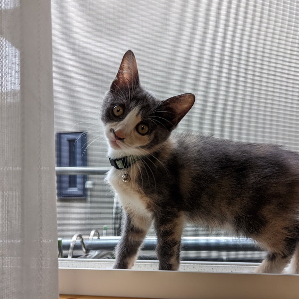 ちゃら（滝沢市）まだこちらにきて3週間位なのですが、いいお顔の写真が撮れたので送ります!病院にも行き、一回目のワクチンもブルブル震えながら頑張っていましたよ!