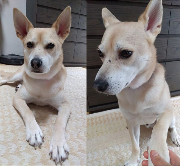 ネオ（秋田市）ご無沙汰しております。ネオが我が家に来てくれてから、３ヶ月以上が経ちました。家族には少しずつ心を開いてくれるようになり、｢おすわり｣｢お手｣｢伏せ｣などもできるようになりました。いろいろな音に敏感で、まだまだ怖がったり、隠れてしまうこともありますが、長く幸せに暮らしていけるよう支えていきたいと思います。