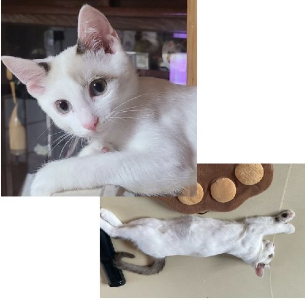 ラテ（横手市）早2ヶ月🐱家にも慣れてくれて１階から2階走り回ってます！家族のアイドルです😻おかげさまで家中賑やかになりました！お気に入りトゥースリーパのマットで寝てます😹食欲旺盛でお腹がぷっくりしてきました！来月去勢手術の予約しました！