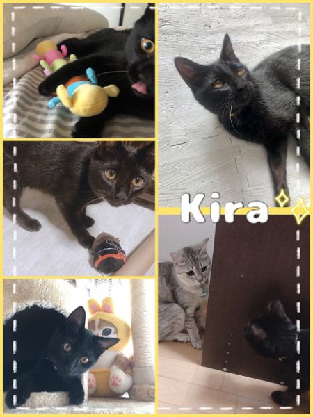 キラ(秋田市)好奇心旺盛で甘えん坊のキラが家族になって2ヶ月経ちました遊んで欲しいとき、甘えたいとき目をキラキラさせて飛びついてきてくれますキラの元気さにタジタジの先住猫は、未だに心を開いてはくれません…それでも果敢に飛びついていって、毎日懲りずに構って~とアピールしてます興奮すると本気齧りする癖はいたいから頑張って治そうね…よく食べて遊んで、大きく元気に育ってくれることを願ってますお忙しい中、活動してくださっているボランティアの皆様には感謝の念が堪えません。素敵な出会いを下さり有難うございます!