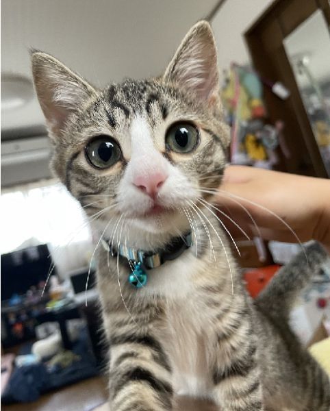 ゆきのじょう（大館市）名前を「ゆきのじょう」と名付けました。普段はこゆきちと呼んでいます。来た当初はフーッと警戒していましたが、最近は言わなくなりました。でも逃げます笑先住猫のもこのじょうの事が大好きでいつも追いかけてスリスリしてます。もこちゃんも鬱陶しいこともありますが拒絶せず、おしりを舐めてくれます。血液検査の結果猫白血病、猫エイズ共に陰性でした。これから長い時間一緒に過ごせればと思います。早く逃げないくらいに信頼されたいですね(^-^)