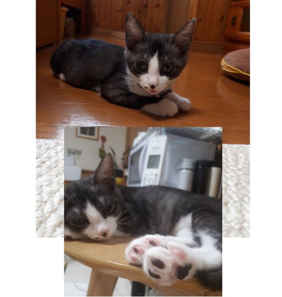 ビビ（湯沢市）横手市のラテちゃんと姉妹猫のビビです。湯沢に来た時は、やせっぽちだったけど、こんなに大きくなりましたおやつとポール遊びが大好きです。