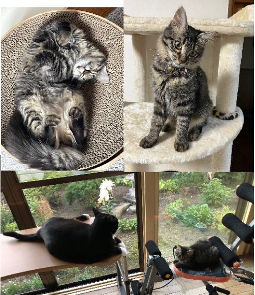 ひめ（北秋田市）2回目のワクチン接種終わりました。毎日先住猫を追いかけまわし、ちょっかいだしてはウーとかシャーと怒られていますが、お互いに噛んだり爪を立てたりはしていないので、気長に見守っていこうと思います。とても元気で家中を飛ぶように走り回っていますが、甘えたい時はのどを鳴らしながら抱っことなでなでをせがみ、気が済むとスッと去るクールな一面もあります。