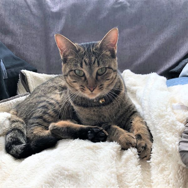 ちぃちゃん（上小阿仁村）ちぃちゃんがうちに来てから早一年！まだまだ子猫のような元気さ、やんちゃさが残っていて毎日お兄ちゃん猫と走り回っています！可愛い鳴き声がチャームポイントです！