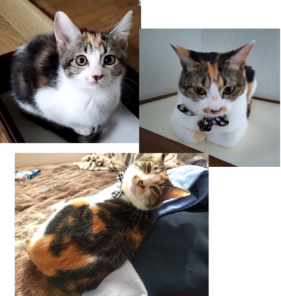 ルル（秋田市）11月23日でうちに来て丸2年がたちました。猫というより犬っぽいうちのルっちゃんは毎日おもちゃの獲物を私たちに届けてくれます(笑)猫とは思えないどんくささ、トイレやお風呂のストーキング、食べ物の好き嫌い、どれをとっても愛おしい家族です(笑)甘えん坊で暴れん坊はうちに来た頃と全く変わらないお姫ですが、旦那さんの溺愛っぷりも度を超し始めているので、私たちのためにも元気で長生きして欲しいです。