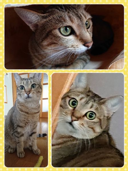チャコ（羽後町）チャコは２歳になりました。毎日、ちゃーちゃん・ちゃーちる・ぴーちゃん 色んな呼び名で可愛がられています♪元気に過ごしていますが、短毛のためか寒がりで今の時季はヒーターの前で瞑想しています(笑)