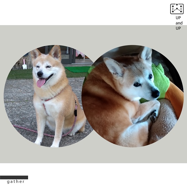 こもも（潟上市）１０年目の報告です。今年１年は有難いことに通院などすることもなく、とても穏やかな日々を過ごしました。これからも順調に、ゆっくりと、ダイエットもしつつ「健康管理」第一で過ごして行こうと思います。