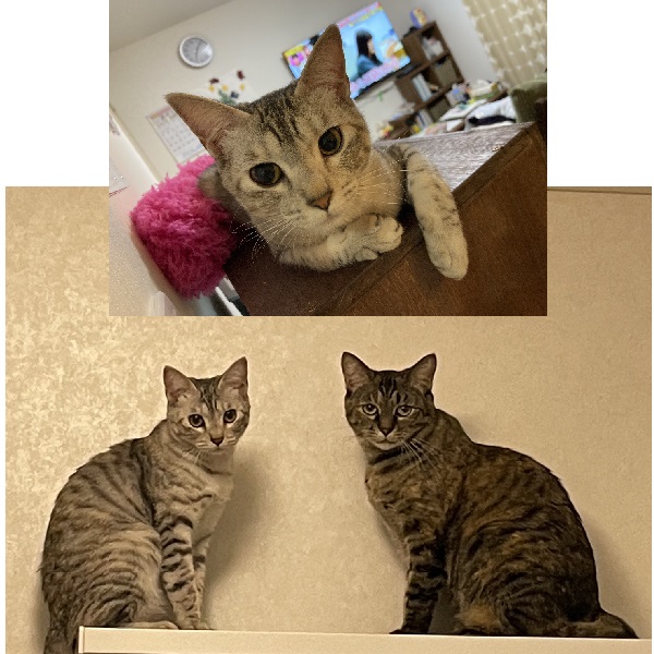 マヤ（秋田市）エマもマヤも元気に過ごしています。マヤは食欲旺盛で、エマの大きさに近づくほどに成長しました。どうもありがとうございました