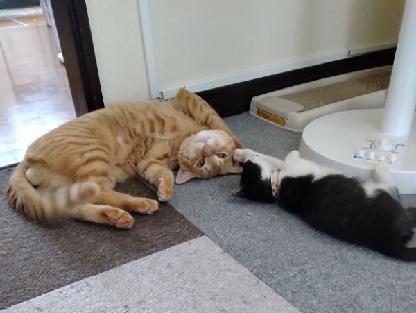 だんじゅうろう（秋田市）先住猫とも子猫ともすぐに仲良くなれて一番の甘えっこ。パパが大好きで未だにパパの指をちゅっちゅと吸ってしまう可愛らしい一面がありますが男の子らしく走り回って障子をビリビリ…といたずらっこな部分もあります！家族に甘え上手。我が家に来てくれて良かったです！絶対幸せにします。