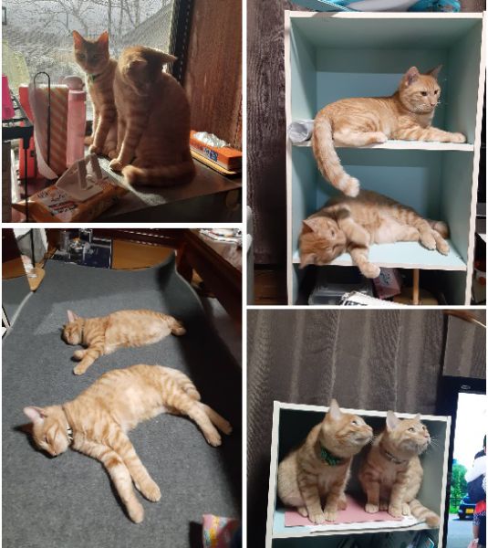 むぎ・ちった（にかほ市）猫ちゃん達が我が家にやって来て、２ヶ月経ちました。だいぶ家族にも慣れて、最近では布団の中に潜り込んできたり、膝の上に座ったりしてくるようになりました！