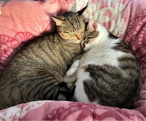 ごま・てん（仙北市）うちに来てから1年が経ち、体格も大きくなりました。兄弟仲良く元気に家中を駆け回っています。