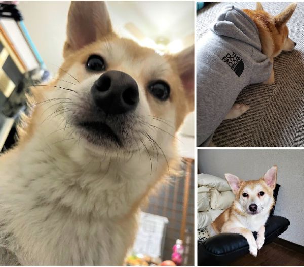 コロ（三種町）コロが我が家に来てもう時期1年が来ます。怒られる事も多々ありますが元気に過ごしております。すっかり家族の一員です。本当にありがとうございましたm(_ _)m