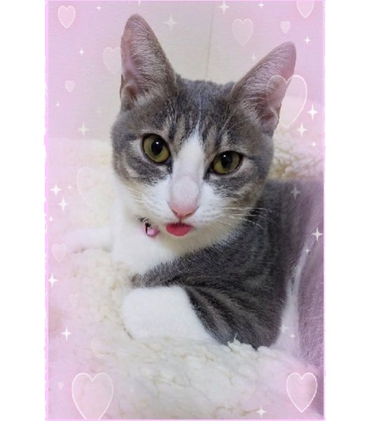 りりい(大仙市）りりいが我が家に来てから1年3ヶ月が経ちました。相変わらず甘えん坊で、夜寝るときは私の顔に自分の顔をくっつけて寝ています。私が体調を崩して寝ている時は、起きるまでずっと隣にいてくれます。とても優しい猫さんです。りりい、これからもずっとずっと一緒にいようね。