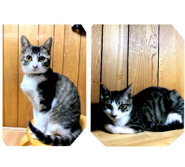 メイ・チィ（三種町）譲渡していただいて2か月になり、日々元気に家の中を狭しと走り回っています。ワクチン接種もすませ、避妊手術は4月に予定しています。メイは甘えん坊さんですが、自分の事をお姉さんと思っているのかチィを見守っています。チィはやんちゃです！そのくせ、メイを学びと悟りとしているのかいつも側にいます。