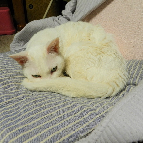 うめ（大館市）ご無沙汰しています。うめも16歳になりました。今季の冬には、胸のところで寝るようにようになりました。私は寝不足ですが、ゴロゴロとするうめに、日々癒されています。。