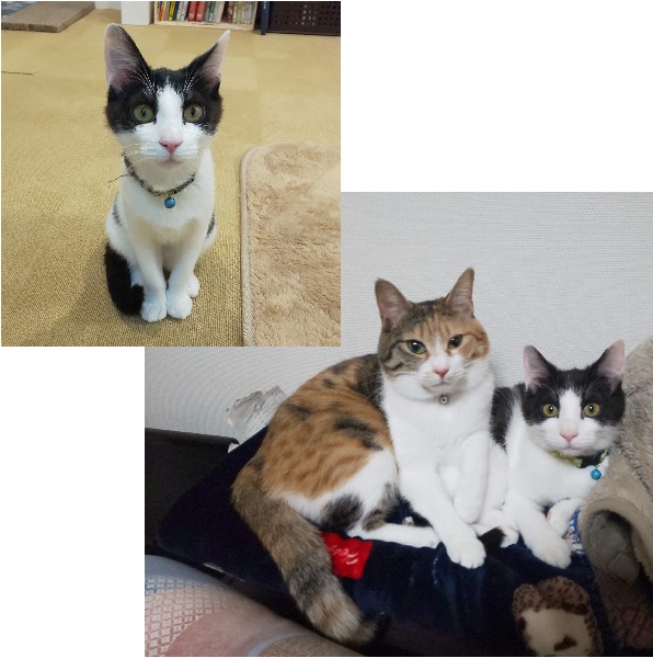 まめもち(大仙市）まめもちが家族になってから２か月過ぎました。先住猫のリリ(三毛)とはとても仲良くしています。ご飯もよく食べ元気に走り回っています。ほっこり癒される毎日です。
