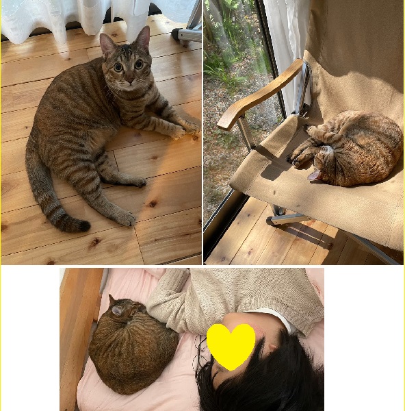 むぎ（秋田市）ご飯を毎日美味しいそうに食べてす　　　　　　　　家中元気に走り回っています窓から外の景色を見るのが好きなようです