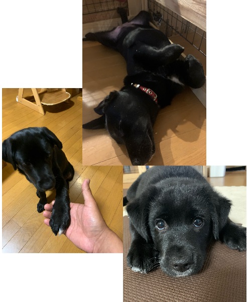 クロエ（秋田市）とてもお転婆さんで愛想がいい子です。知らない人でもワンちゃんでもしっぽフリフリで近づいて行きます。友達の家のワンちゃんに強引過ぎて引かれてます。息子4人も可愛いがってます。待て、おすわり、お手は覚えました。ゆっくり楽しく過ごしています。