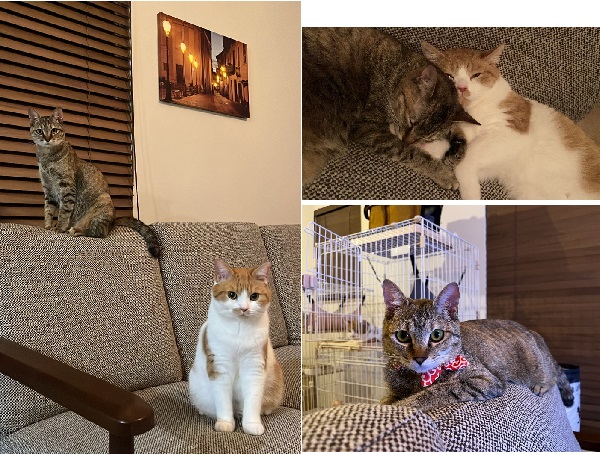 こまち（横手市）こまちが我が家にやってきて３ヶ月が経ちました。先住猫とは１週間もしないうちに打ち解けて、毎日仲良く、穏やかに過ごしています。この度は素敵な縁をありがとうございました。