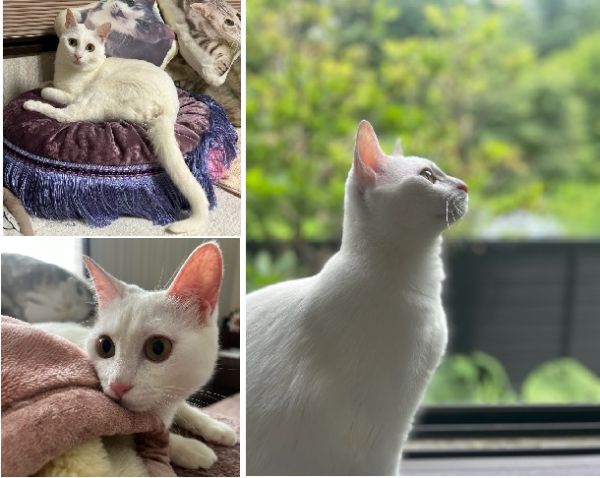 すず(秋田市）すずが家族になって、１年が経ちました。すっかり大きくなりましたが、まだまだ遊びたい盛り、やんちゃ過ぎて目が離せません。いつも何かに興味津々、とてもパワフルに遊ぶ、少し気の強い女の子です。皆さまのおかげで、すずとの暮らしがあることを忘れずに、大切にしていきます。