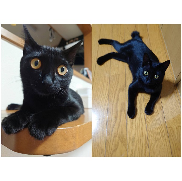 メルル（横手市）我が家に来て２ヶ月、おてんば姫に育っています。癒しと元気を与えてくれるお姫様、毎日元気満点でかわいいです。素敵な出会いをありがとうございます。
