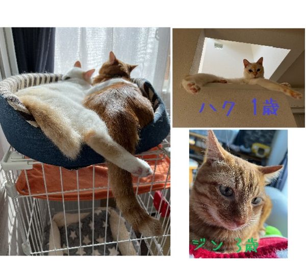 ジン・ハク（湯沢市）我が家に来てからジンは3年、ハクは1年が経ちました。ハクは、真っ白だった毛並みも大きくなるにつれて顔や耳等茶色の部分が増えてきました。相変わらずヤンチャで、先輩ニャンズに怒られる時もありますが元気に過ごしています。ジンは、本当に優しいお兄ちゃんです。我慢してる事も多くありますがとっても甘え上手。家族は、毎日ニャンズの行動に癒されています。素敵な出会いをありがとうございました。これからも、沢山の愛情を注いでいきます。