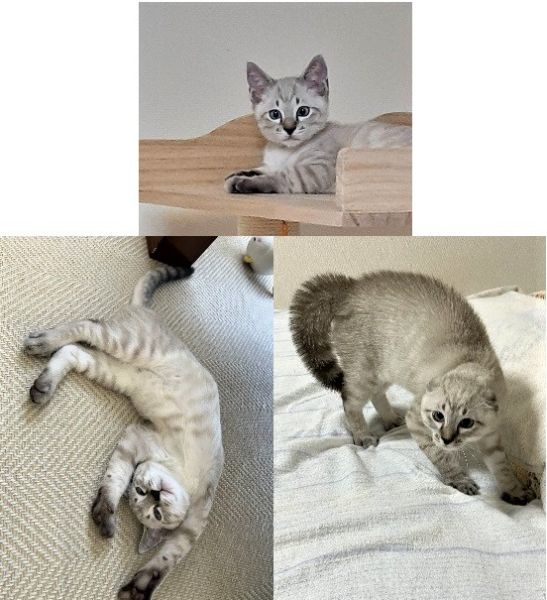 ふくまる(秋田市）ふくまるを迎えて２ヶ月が経とうとしています。先日、２回目のワクチン接種をおえ、本日マイクロチップ手続きが完了しました。元気に成長中です。やんのかステップもだいぶ様になってきました。ふくまるが来てくれて家族の笑顔が増えました。良いご縁を頂きまして、ありがとうございます。