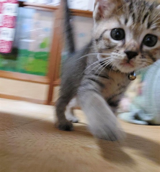 寅吉（横手市）我が家に来て､まもなく２ヶ月になります｡来た日から物怖じする事なく走り回り､元気にすくすく成長しています｡のどをゴロゴロならしてスリスリしてくるところがたまりません♪寅吉に巡り会えて､本当に良かったです｡