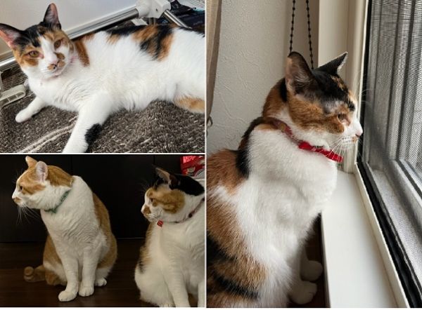 みぃちゃん（秋田市）もうすぐみいちゃんが我が家にやって来て１年が経ちます。先月、急性膵炎にかかって一時痩せてしまい、ワクチンでお世話になった病院へ2週間点滴や投薬で通ったり治療し、今はすっかり前と同じくふっくら元気になりました。病気を経て更に絆が深まり、先住猫や私達と離れず同じ空間に一緒にいるようになりました。時には家族のトイレやお風呂を出待ちしていたり、なでなでして欲しいと可愛い声でアピールしてくれる我が家のアイドルです。時々先住猫とは同じ動きをすることもあり、みんなで可愛いねと話しています。みいちゃんより一回り大きな体の家族の子達のこともずっと気になっており、何度か譲渡会で姿を見ながら幸せになって欲しいと願っています。