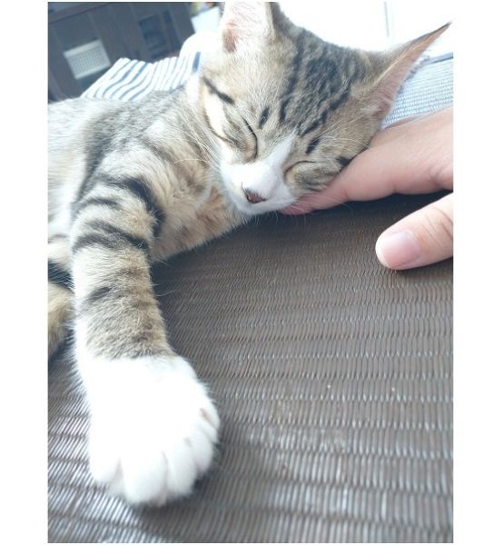 ゆめ（秋田市）先住猫や家族から可愛がられてすくすく育っています。我が家に来て早々にくつろぎ始めて、大きなトラブルも無く自然と家族の一員となりました。何にでも興味津々で家に来るお客さんからも可愛がられています。小さな身体なのに怖いもの知らずのお転婆娘が来て、我が家が一層明るくなりました。