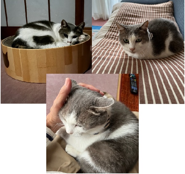 くるる（秋田市）くるるが我が家にやって来て、もうすぐ2ヶ月になります。少しビビリですが、お膝の上が大好きな甘えん坊さんになりました。ふわふわのくーちゃんをなでなでしまくり、癒される毎日です。くーちゃん、家族になってくれてありがとう。