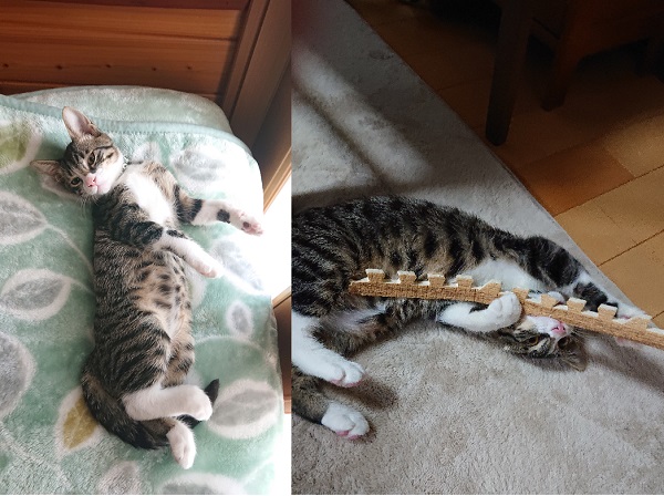 チビ（秋田市）７月の下旬に子猫を貰い大変元気に過ごしております。あちこちにキズをつけ、人に登り、走り回っています。すごく人懐っこいので常に誰かの側にいる状態です。名前はなかなか決まらず、チビで定着してしまいました。この子がいるだけで家が明るくなった気がします。本当にありがとうございました。