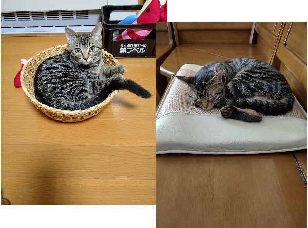 ルル（秋田市）とっても元気で甘えんぼう、お利口さんで可愛いルル。ルルと出会えて良かった。うちに来てくれて ありがとう。