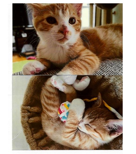 マサムネ（由利本荘市）子猫は「マサムネ」と名付けました。お迎えから2週間が経過し、体重は1.2㎏→1.4㎏に増え毎日元気いっぱいに過ごしています。このご縁に感謝し、沢山の愛情でマサムネを大事に育てていきたいと思います。