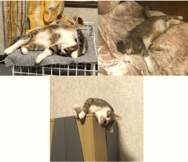 あずき（大仙市）家族になり1年が経ちました。家族の誰よりも家の中を知っている冒険大好きで好奇心旺盛な子です。元気いっぱいで超甘えん坊に育っています。家に来てくれてホントにありがとうです。